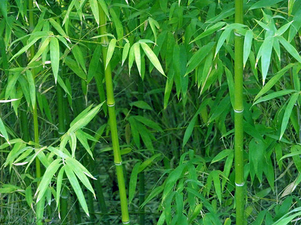 耐寒竹苗竹子 耐寒竹苗竹子