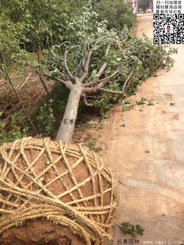 西府海棠樹(shù) 西府海棠樹(shù)