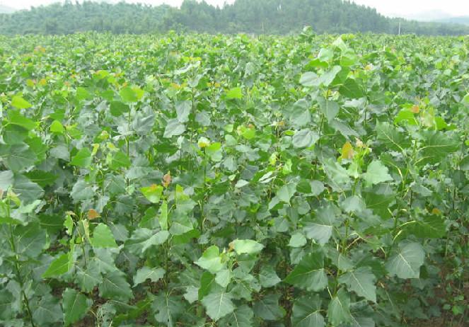 楊樹苗的價(jià)格 楊樹苗的價(jià)格