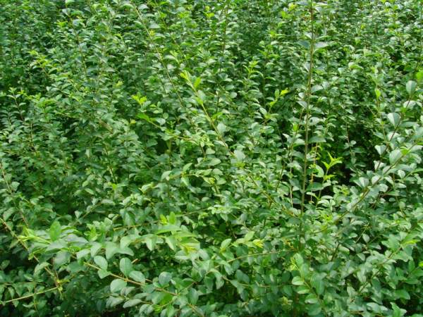 小葉女貞 小葉女貞