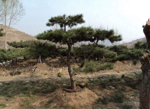 造型黑松樹哪里便宜？哪家的質(zhì)量好？