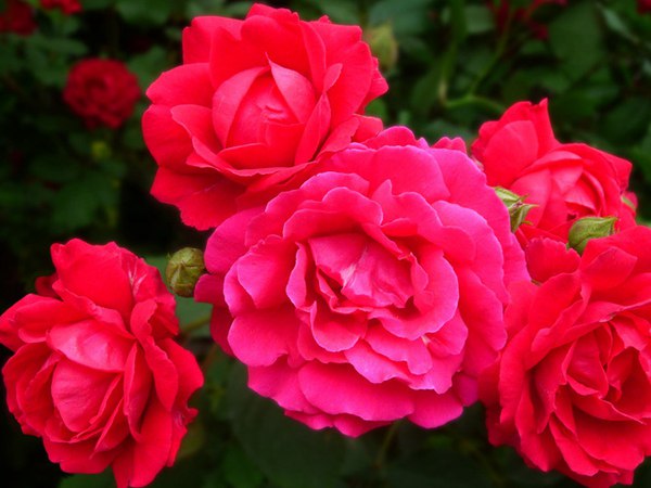 哪里有薔薇花苗賣？薔薇花苗批發(fā)