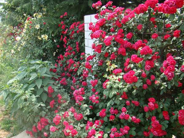 哪里有薔薇花苗賣？薔薇花苗批發(fā)