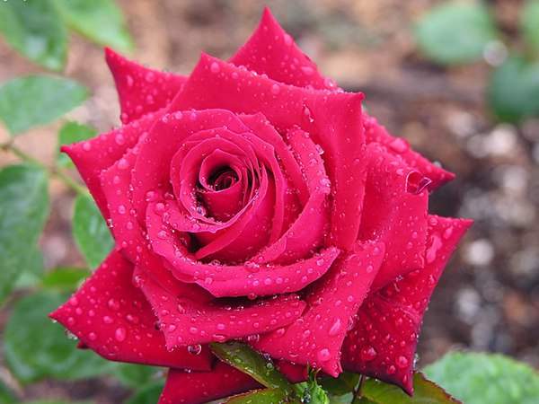 哪里有薔薇花苗賣？薔薇花苗批發(fā)