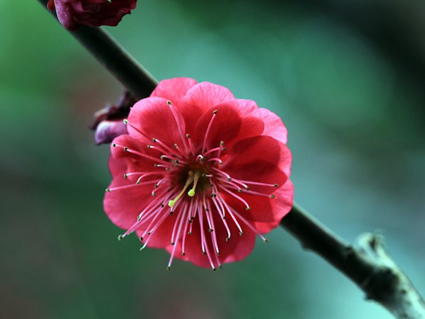 紅梅花一般什么時(shí)候開花?