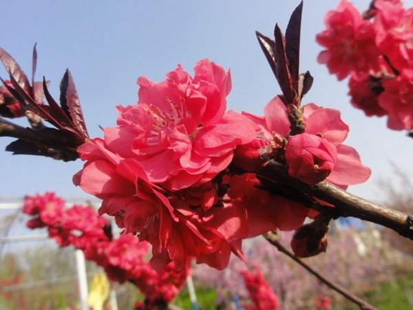 紅葉碧桃是用什么嫁接的？