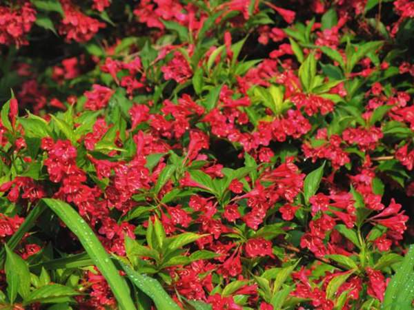 紅王子錦帶價格大幅上漲，存量不足是主因