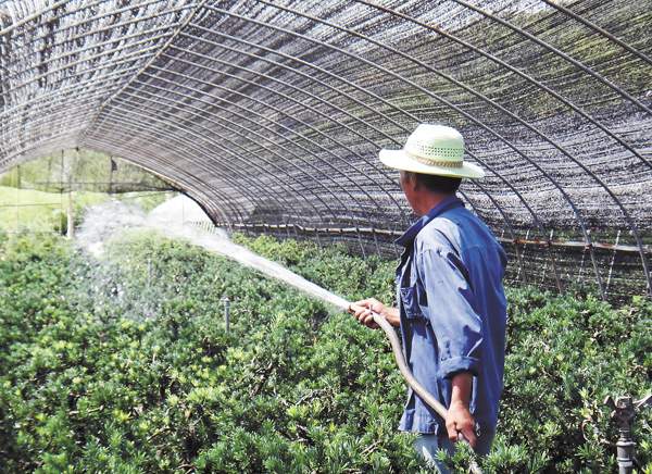 綠化苗木起苗出圃都有哪些注意事項？