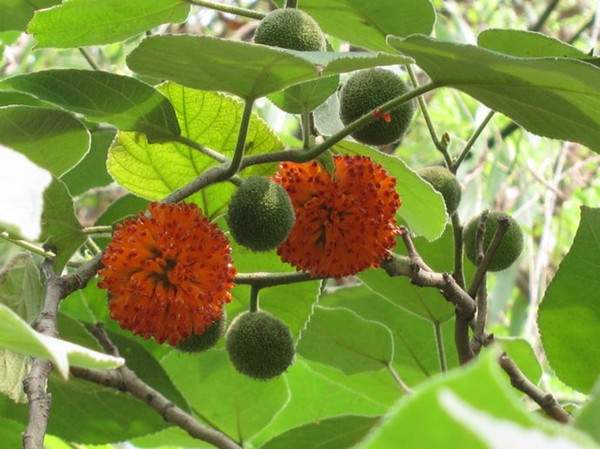 構(gòu)樹果實(shí) 構(gòu)樹果實(shí)