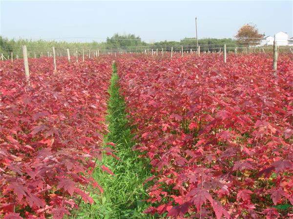 紅楓小苗 紅楓小苗