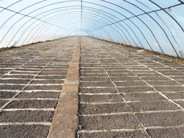苗床育苗 苗床育苗
