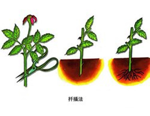 扦插法--長(zhǎng)景園林 扦插法--長(zhǎng)景園林