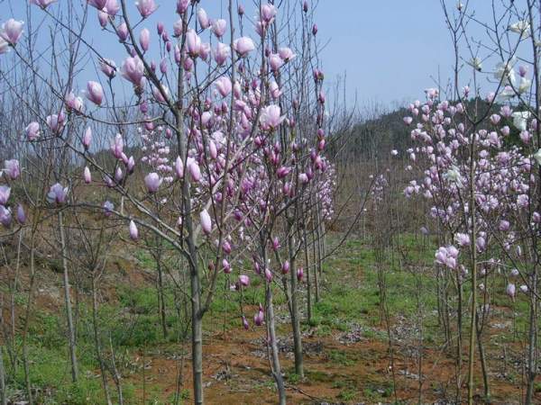 二喬玉蘭 二喬玉蘭