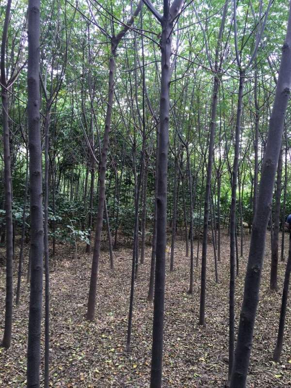 精品12公分13公分14公分大規(guī)格苦楝樹(shù)圖片 精品12公分13公分14公分大規(guī)格苦楝樹(shù)圖片