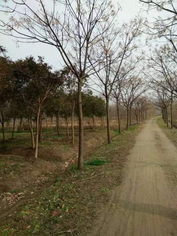 精品12公分13公分14公分大規(guī)格苦楝樹(shù)圖片 精品12公分13公分14公分大規(guī)格苦楝樹(shù)圖片