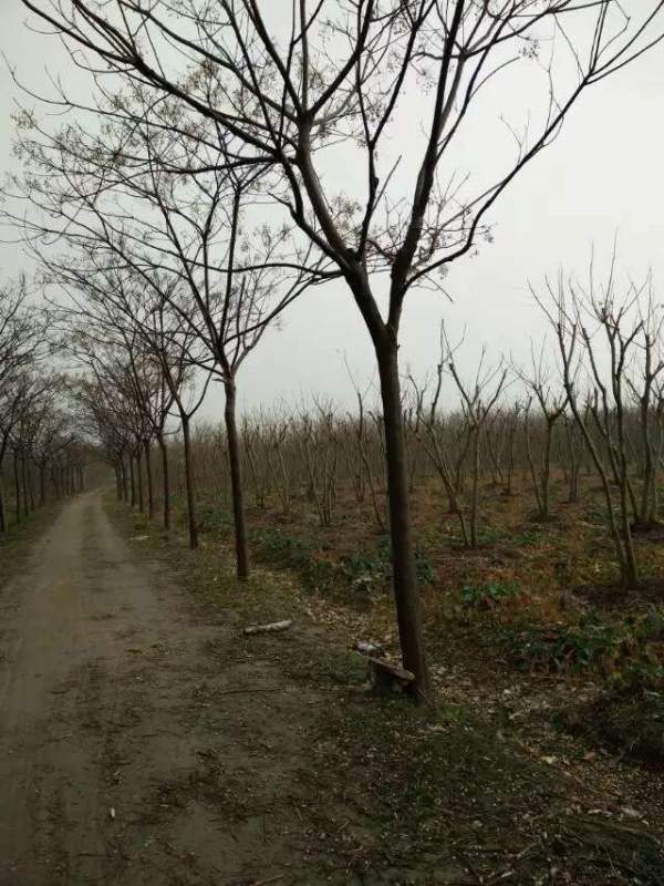 精品12公分13公分14公分大規(guī)格苦楝樹(shù)圖片 精品12公分13公分14公分大規(guī)格苦楝樹(shù)圖片