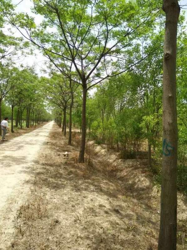 精品12公分13公分14公分大規(guī)格苦楝樹(shù)圖片 精品12公分13公分14公分大規(guī)格苦楝樹(shù)圖片