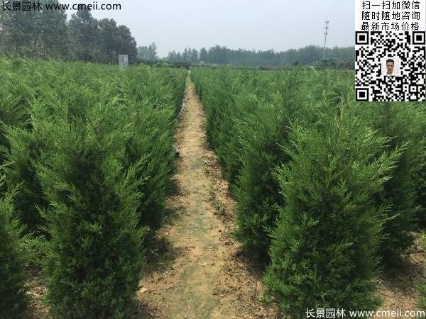 高度1米1.2米蜀檜精品苗優(yōu)惠價格出售 高度1米1.2米蜀檜精品苗優(yōu)惠價格出售