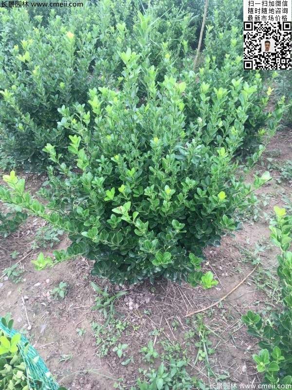 冠幅40公分50公分60公分大葉黃楊球 冠幅40公分50公分60公分大葉黃楊球