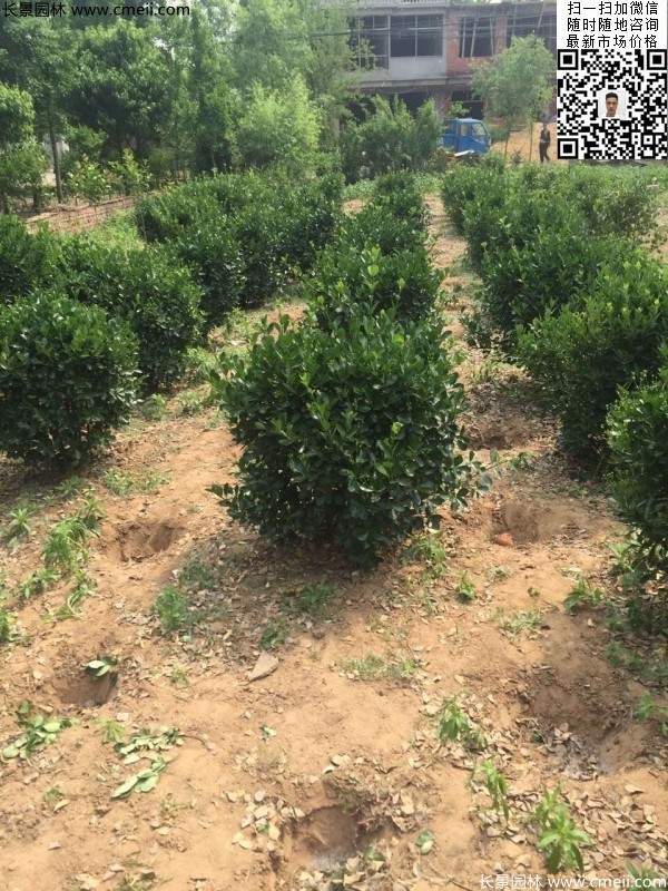 冠幅40公分50公分60公分大葉黃楊球 冠幅40公分50公分60公分大葉黃楊球