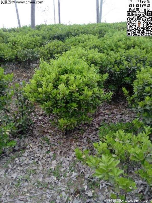 冠幅40公分50公分60公分大葉黃楊球 冠幅40公分50公分60公分大葉黃楊球