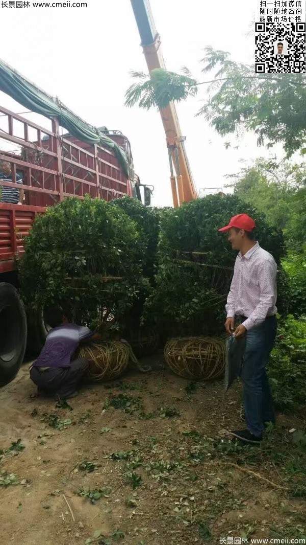 冠幅1.4米1.5米1.6米大葉黃楊球 冠幅1.4米1.5米1.6米大葉黃楊球