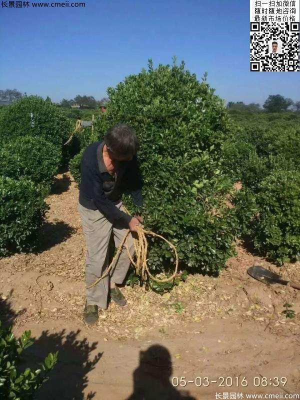 冠幅1.4米1.5米1.6米大葉黃楊球 冠幅1.4米1.5米1.6米大葉黃楊球