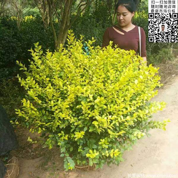 金葉女貞球--長(zhǎng)景園林