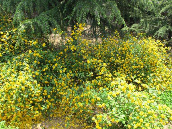 棣棠--長景園林 棣棠--長景園林