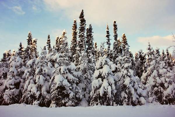 見(jiàn)過(guò)這樣的雪松造型樹(shù)嗎？美到你想不到