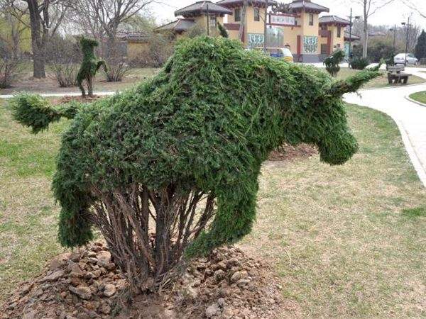 勁爆眼球的檜柏造型，心都醉了