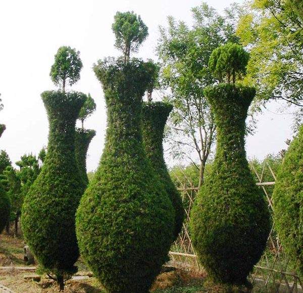 勁爆眼球的檜柏造型，心都醉了