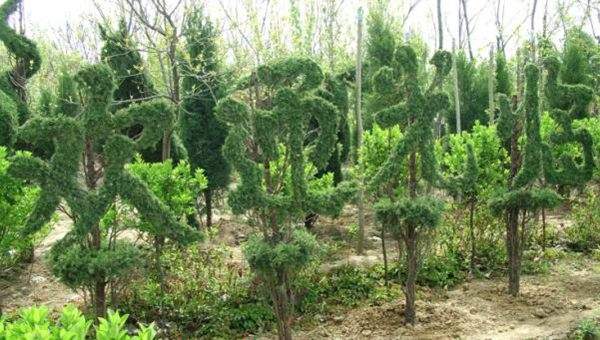 勁爆眼球的檜柏造型，心都醉了