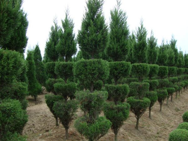 勁爆眼球的檜柏造型，心都醉了