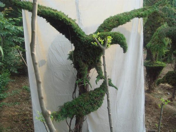 勁爆眼球的檜柏造型，心都醉了