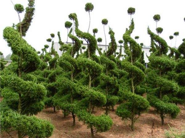 勁爆眼球的檜柏造型，心都醉了