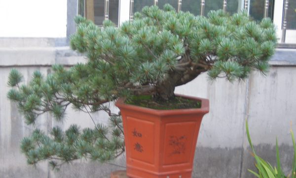 五針?biāo)稍煨?/> </p><p>
	五針?biāo)芍仓贻^矮，生長緩慢，葉短枝密，姿態(tài)高雅，樹形優(yōu)美，是制作盆景的上乘樹種，制作出的五針?biāo)傻脑煨颓ё税賾B(tài)，觀賞性非常好。</p>
      </div>



      
    </article>
  </main>

</div>
<footer id=