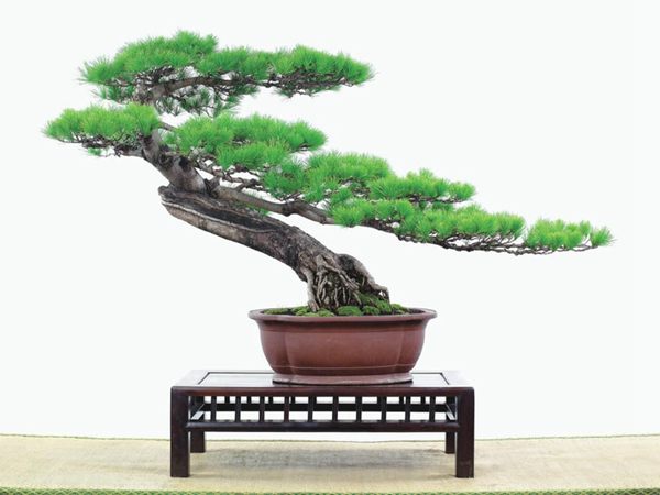 有著百變?cè)煨椭醯奈遽標(biāo)墒窃鯓訜挸傻?/><br/></div><p><strong>(1)取、審材</strong><br/>我國引種栽培五針?biāo)?,由于結(jié)實(shí)少,且多發(fā)育不良,種粒<a href='http://www.becreativebeyou.com/huahaijianshe/138890.html' target='_blank'>發(fā)芽率</a>低,故多采用嫁接法繁殖。<br/>盆栽五針?biāo)?,是制作五針?biāo)膳杈暗闹饕牧稀K母?,可否顯露,樁干有無彎度,哪些地方突出好看,都要仔細(xì)審視一番。通過審材,找出好觀賞面。五針?biāo)捎^賞價(jià)值高低,在于姿色的奇妙與否。通過審材,進(jìn)行藝術(shù)取舍,決定部分根、枝、干、針葉的去留。<br/><strong>(2)上盆</strong><br/>①選盆:五針?biāo)勺藨B(tài)清秀古雅、翠葉蔥籠,宜用外型古雅,色澤深沉的紫砂陶盆。懸崖式用中深圓形盆或正方盆;斜干式、直干式則用長方形盆或橢圓盆;曲干式用稍深的馬槽盆;合栽式用較淺長方形盆,其大小可視樹形而選定。<br/>②用土:栽植五針?biāo)傻呐柰烈擞觅|(zhì)地疏松、肥沃的微酸性土,按輕壤60%,砂土3o%a與腐殖土to%的比例以及腐熟餅肥1份混合使用,PH值5-6最宜。<br/>③栽植:五針?biāo)缮吓柙灾惨源杭拘氯~吐芽前3月左右最好,也可在秋季新枝成長后8月中旬至9月進(jìn)行。上盆前修剪傷根、爛根,剪短粗根,在剪口上涂蠟,以防松脂外流。栽時(shí)盆土要稍干,盆底墊一層碎瓦片及粗砂之類,以利排水透氣。<br/>④造型與布局:五針?biāo)芍l自然形成層片,層次分明,線條清晰;生長緩慢,枝干上無不定芽萌發(fā),因此不耐修剪。粗枝不易屈曲,蟠扎造型必須從幼齡樹開始,五針?biāo)稍煨蛻?yīng)以吊扎為主,結(jié)合修剪,作為基本方法。<br/>制作五針?biāo)膳杈?,和其它?盆栽五針?biāo)?,是制作五針?biāo)膳杈暗闹饕牧?。它的根爪,可否顯露,樁干有無彎度,哪些地方突出好看,都要仔細(xì)審視一番。通過審材,找出好觀賞面。五針?biāo)捎^賞價(jià)值高低,在于姿色的奇妙與否。通過審材,進(jìn)行藝術(shù)取舍,決定部分根、枝、干、針葉的去留。<br/><br/><strong>制作五針?biāo)膳杈?,和其它盆景一樣,要注重盆面的布局,要講究自然,給人以舒適的美感。</strong><br/>盆面布局,應(yīng)有疏有密,或“疏能走馬”,或“密不通風(fēng)”。要突出主體,在一盆中,合栽幾株五針?biāo)?,要突出主體,其余則為烘托與陪襯。<br/>盆面布局,要講究層次,這在盆中表現(xiàn)為粗細(xì)、大小的對(duì)比。細(xì)到一枝一根上下功夫,使之形象生動(dòng),景中有景。樹樁的枝干、針片,各占盆面多少位置,樹、石、亭、橋、屋宇、人物小品等配件的大小,要精心安排,恰到好處,突出盆景主題。總之充分運(yùn)用藝術(shù)造型和造景手法以提高盆景的整體藝術(shù)美。<br/><br/></p><div align=