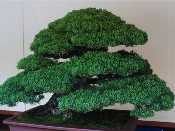 有著百變?cè)煨椭醯奈遽標(biāo)墒窃鯓訜挸傻?/><br/></div><p><strong>盆景的養(yǎng)護(hù)</strong><br/>(1）澆水<br/>盆土表面見干即澆透水。五針?biāo)上财赏?，忌盆土長濕不干。喜葉水，可常噴葉水。五針?biāo)上矟駶櫩諝?，夏、秋天氣干燥時(shí)，要進(jìn)行地面噴水，以增加小環(huán)境的空氣濕度。<br/>(z）施肥<br/>五針?biāo)刹幌泊蠓?、濃肥，施肥過多易傷根。在缺肥控水的情況下，可促其長成蒼老的姿態(tài)?？稍?-5月和9-11月，每月施淡肥水一次，6-8月不宜施肥。對(duì)幼樹可多施春肥，以加快生長，對(duì)成樹可在秋季多施一些肥，以利保型和越冬需要。<br/>(3）修剪<br/>五針?biāo)尚藜糁饕钦?，控制生長，保持樹形美觀。一般在每年3-4月間，新芽伸長而未成針前，可視情況摘掉部分芽。如頂芽過密，長勢(shì)旺盛可以多摘，反之少摘，摘芽宜在晴天進(jìn)行，傷口易愈合。此外還要根據(jù)樹形美的需要來考慮適度修剪，剪去過密枝、弱枝、枯枝以及多余枝條。枝條剪除宜在秋后進(jìn)行，為防止傷口流脂，應(yīng)及時(shí)用蠟封口為好。<br/>(4)病蟲害防治<br/>五針?biāo)沙Ｒ娙~銹病、根腐病、煤污病，介殼蟲、蚜蟲、紅蜘蛛等為害，可于冬季噴灑30倍石硫合劑或用農(nóng)藥予以防治。同時(shí)要注意通氣透光，盆土不宜過濕，以利于防治病蟲害。<br/></p>
      </div>



      
    </article>
  </main>

</div>
<footer id=