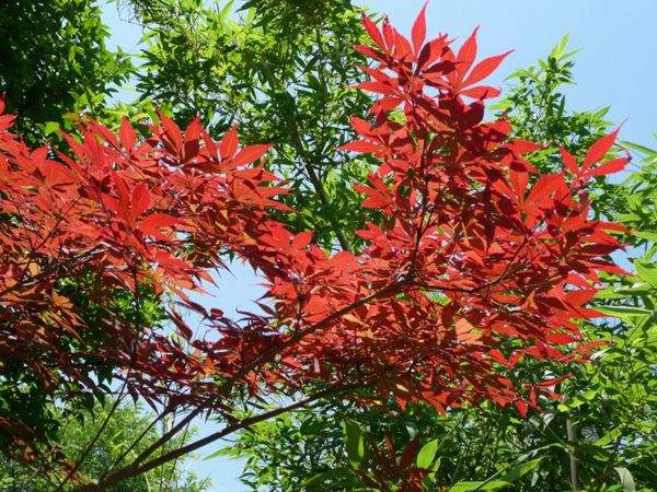 紅楓作衫，白楊為裙，美的傾國傾城！