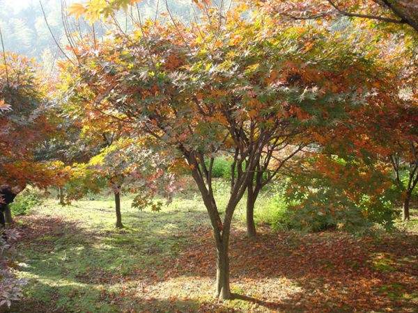 紅楓作衫，白楊為裙，美的傾國傾城！