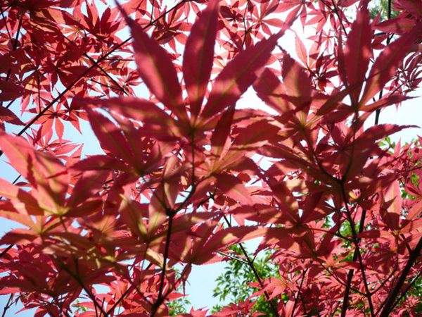 紅楓作衫，白楊為裙，美的傾國傾城！