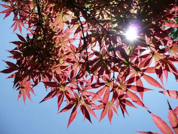 紅楓作衫，白楊為裙，美的傾國傾城！