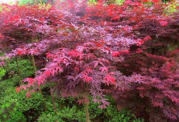 紅楓作衫，白楊為裙，美的傾國傾城！