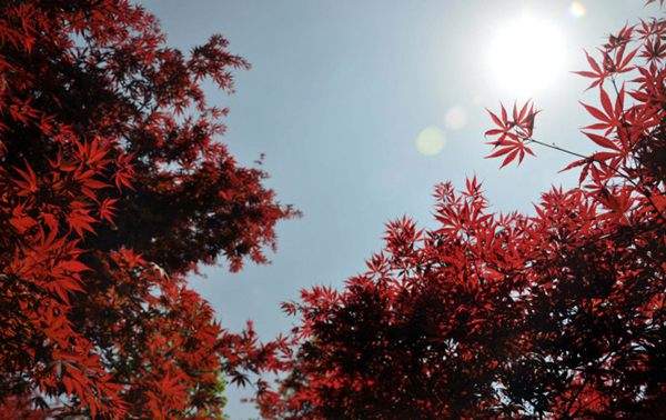 紅楓作衫，白楊為裙，美的傾國傾城！