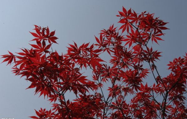 紅楓作衫，白楊為裙，美的傾國傾城！