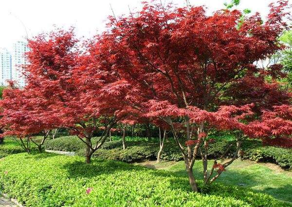 紅楓作衫，白楊為裙，美的傾國傾城！