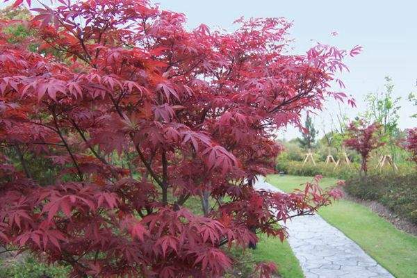 紅楓作衫，白楊為裙，美的傾國傾城！