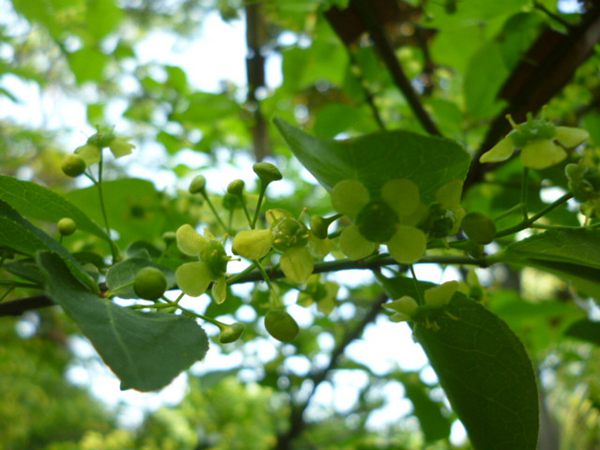 衛(wèi)矛花 衛(wèi)矛花