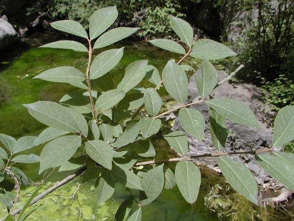 衛(wèi)矛枝葉 衛(wèi)矛枝葉